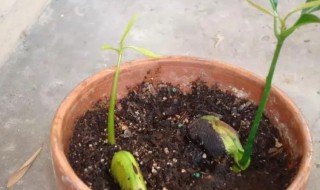 芒果怎么种子怎么种(芒果种子怎么种啊)