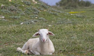 三阳开泰指的是什么动物为什么 三阳开泰的生肖动物