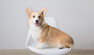 如何判断狗狗是否怀孕(如何判断狗狗是否怀孕初期)