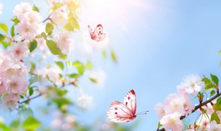 关于春天的句子10字（关于春天的句子10字10句）