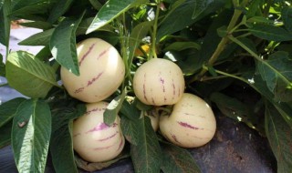 人参果的芯子能吃吗（人参果的心可以直接吃的吗）