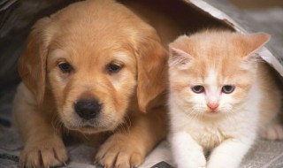 如何照料刚吐过的狗（如何教会狗吐）