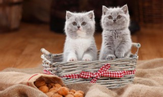 适合猫咪的名字 适合猫咪的名字 高冷