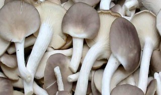 秀珍菇平菇区别(秀珍菇和平菇一样吗)