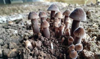 鸡纵菌功效与作用（鸡枞菌的营养价值与功效）