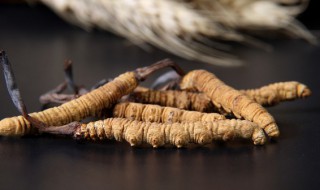 冬虫夏草可不可以泡酒（冬虫夏草能不能泡酒）