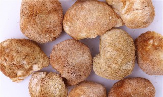 猴头菇简介 猴头菇啥样的