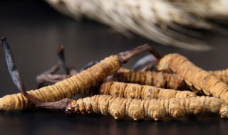 虫草养生酒有什么功效 虫草养生酒的功效