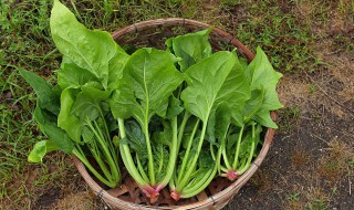 鱼和菠菜能一块儿吃吗（菠菜和鱼可以一块吃吗）