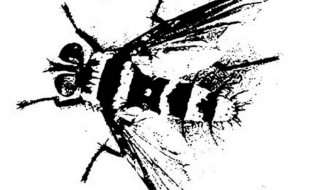 牛牤是什么(牛虻是什么虫子)