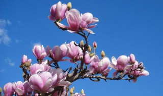 玉兰花的作用(玉兰花的作用和价值)