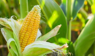 玉米须对痛风的作用吗 玉米须对痛风有帮助吗