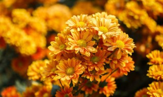 菊花什么季节开放（菊花什么季节开放几月份）