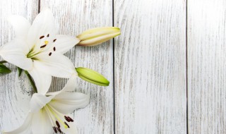 百合花是什么季节开的（百合花是什么季节开的?是几月?）