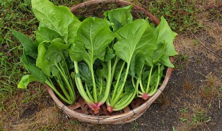 鸡蛋菠菜能一起吃吗 黄花菜鸡蛋菠菜能一起吃吗