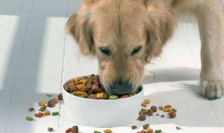 狗狗能吃山楂吗（狗狗能否吃山楂）