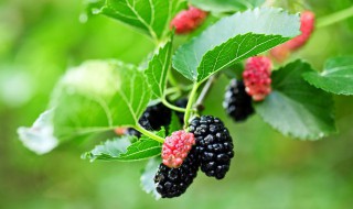 孕妇能吃桑葚不 孕妇能吃桑葚不能