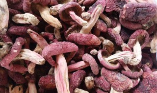 红菇的介绍（红菇的介绍语）