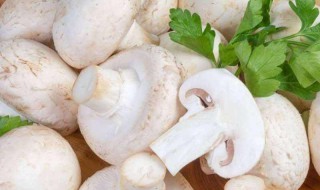 新鲜的口蘑该怎样保存（新鲜的口蘑怎么保存）