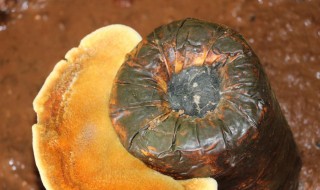 桑黄菌有什么作用（桑黄菌的功效是什么）