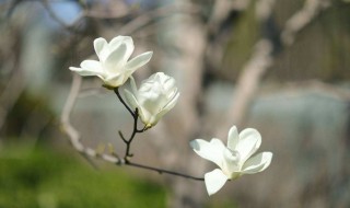 玉兰和木兰的区别 木兰花跟玉兰花的区别