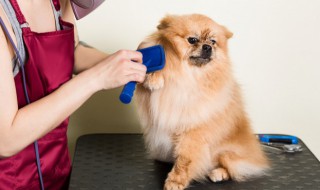 如何判断狗狗是否脱水 狗狗有点脱水