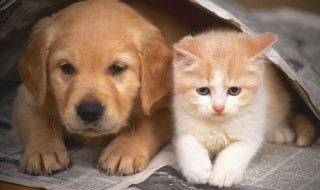 如何训练狗狗翻滚(怎么训练狗狗滚)