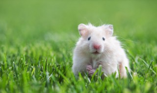 如何判断仓鼠的性别(如何判别仓鼠性别)