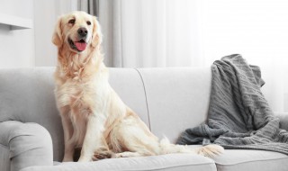 如何让你的狗停止刨地 狗狗在家一直刨地