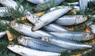 沙丁鱼不能和什么一起吃(沙丁鱼和什么一起吃好)