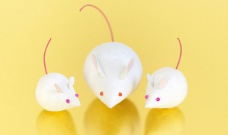 室内灭鼠的关键是什么（室内如何灭鼠）