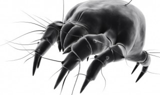 室内怎样杀虫和预防(室内如何防虫)