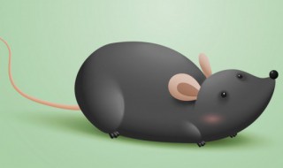 室内灭鼠最快最有效的方法（室内灭鼠的关键是什么）