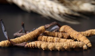 人工种植冬虫夏草怎么吃 人工养殖的冬虫夏草怎么吃