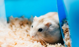 怎么给豚鼠洗澡 给豚鼠洗澡注意事项