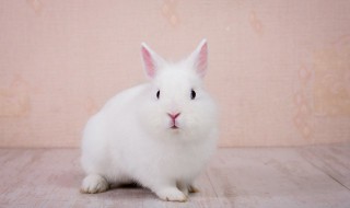 如何抱兔子(如何抱兔子的手法)