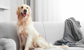 怎么改善狗狗软便的情况(狗狗软便不好吗)