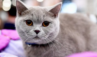 怎么教会猫咪使用马桶 如何教猫咪用马桶上厕所