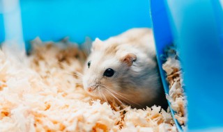 如何训练你的豚鼠（豚鼠怎么训练跟你走）