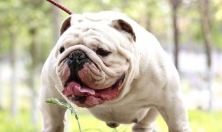 如何训练斗牛犬（如何训练斗牛犬滑板）