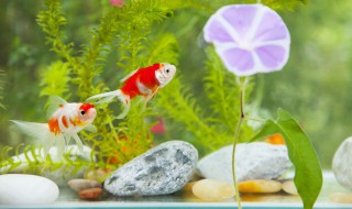 怎么照料剑尾鱼苗（风尾鱼苗怎么养）