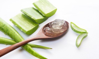 芦荟的作用和功效 芦荟的作用和功效芦荟美容