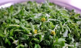 鼠曲草可以炒着吃吗（鼠曲草炒菜）