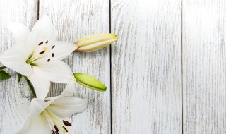 百合花什么季节开花（百合花什么季节开花,什么季节枯萎）