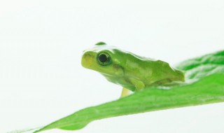 青蛙与癞蛤蟆的区别（青蛙与癞蛤蟆的区别视频）