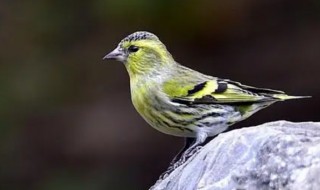 金丝雀如何驯养 如何养成金丝雀