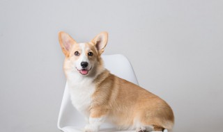 怎么给狗狗的趾甲床止血(狗狗脚趾甲剪出血用什么止血)