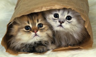 怎么照顾刚出生的小猫 怎么照顾刚出生的小猫咪