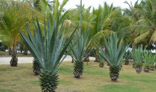 剑麻是什么（剑麻是什么植物）