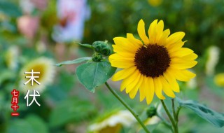 2022年夏天什么时候入伏（2021年夏天什么时候入伏天）